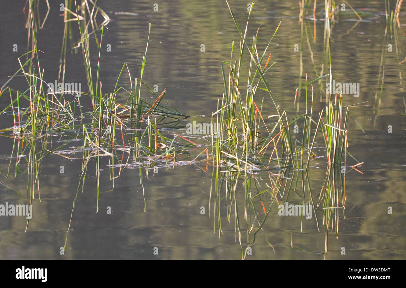 Reed growing in water with reflection at sunrise in summer Stock Photo