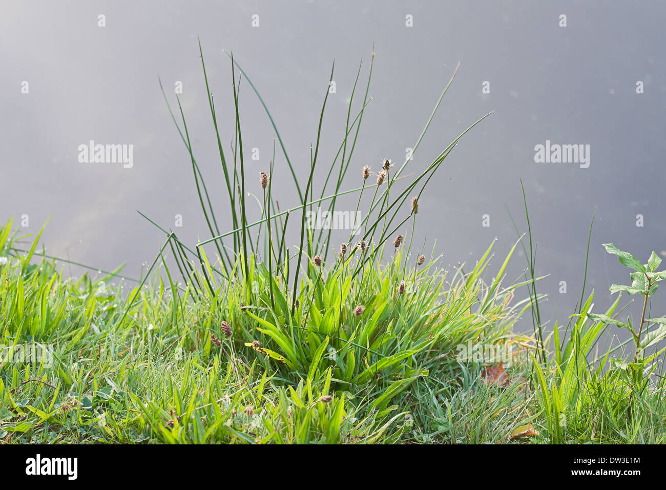 Reed and grasses with dewdrops at the waterside at sunrise in summer Stock Photo