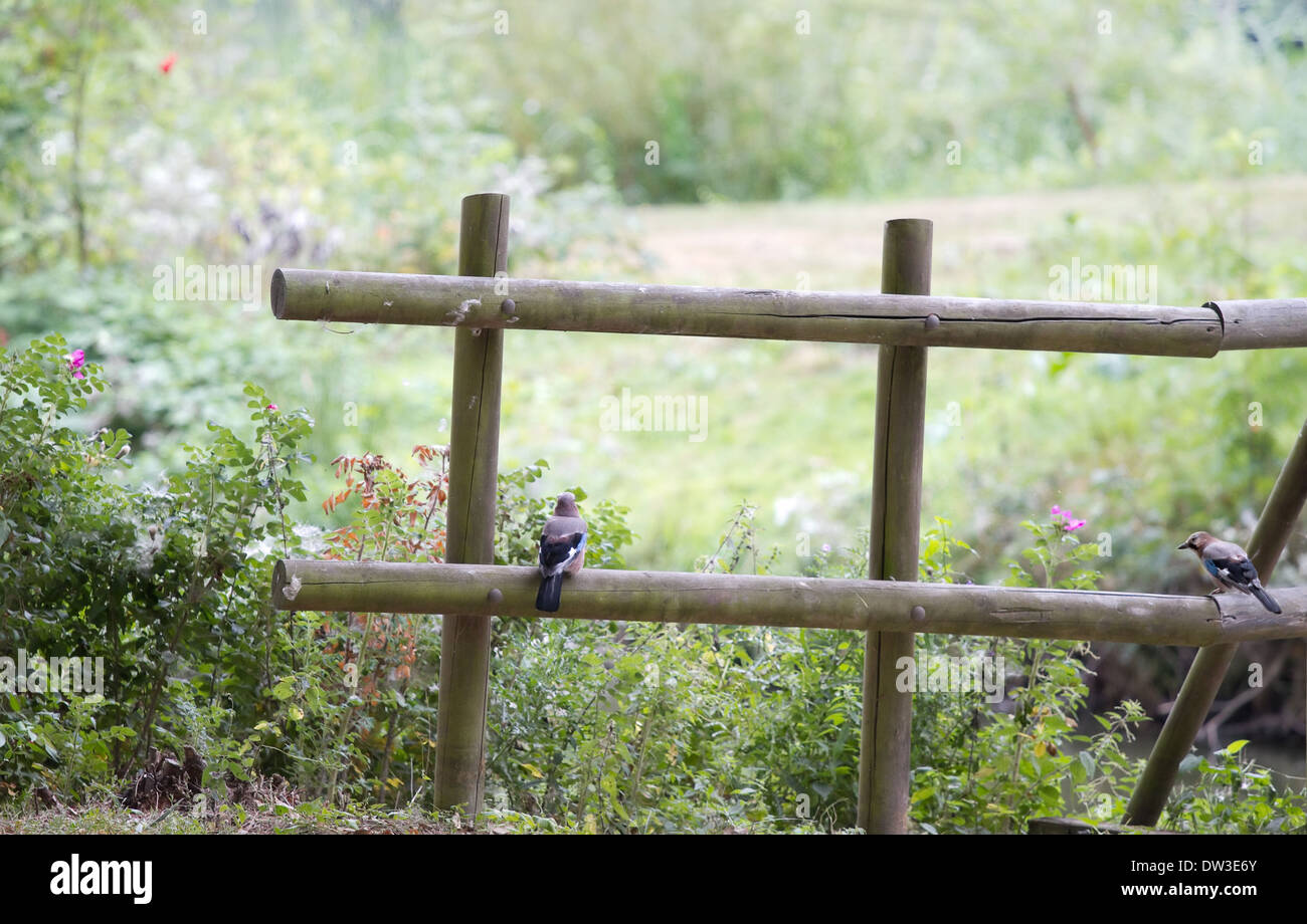 Wooden fence with Eurasian Jay or Garrulus glandarius and blooming wild rose bushes in summer in the country Stock Photo