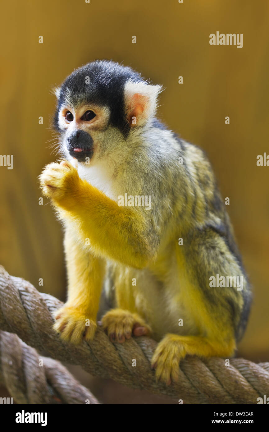 Squirrel- or Skull monkey sitting on rope Stock Photo