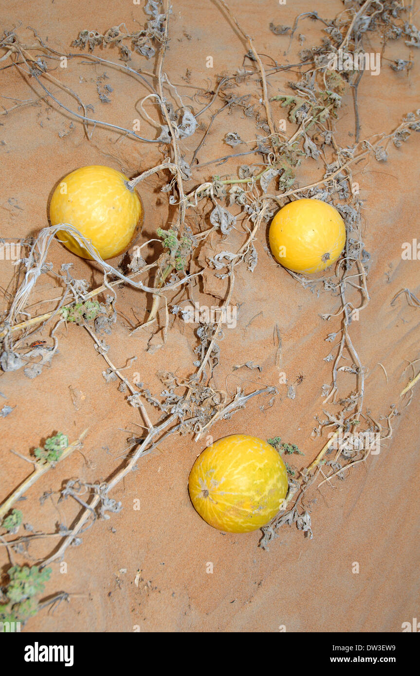 colocynth, bitter apple, bitter cucumber, desert gourd, egusi, or vine of Sodom (Citrullus colocynthis), desert of Sharjah, Stock Photo