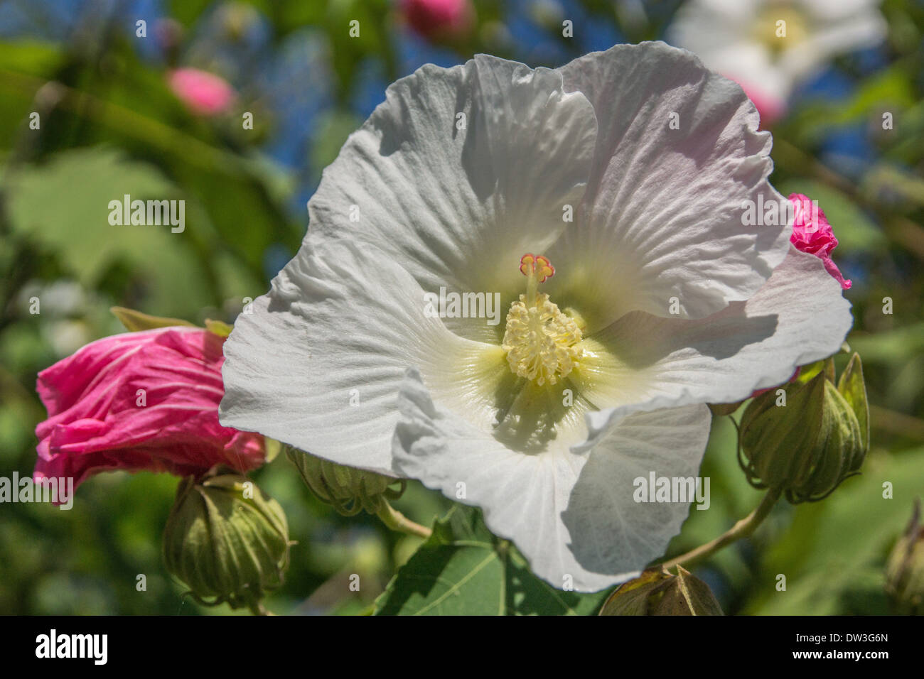 Cotton rose flower Stock Photo Alamy
