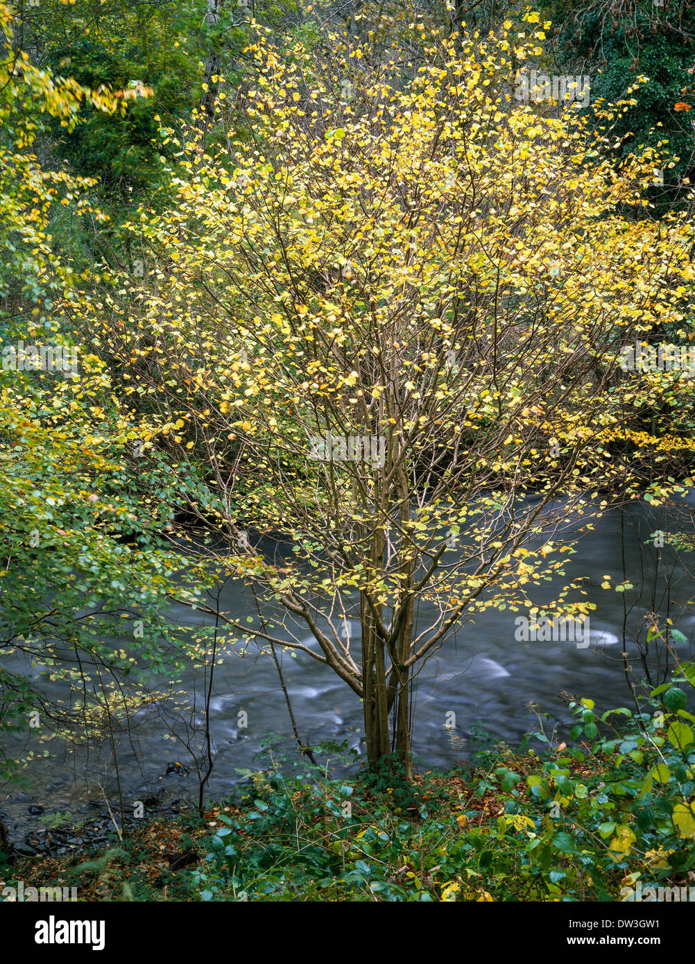 HAZEL TREE BY IN AUTUMN BY RIVER IN MID WALES UK Stock Photo Alamy