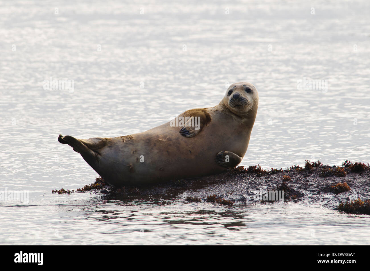 Grey seal (Halichoerus grypus) sub-adult hauled out on rocks at Filey Brigg, North Yorkshire. November. Stock Photo