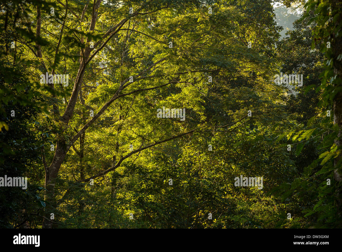 Green tree in a sunny day Stock Photo