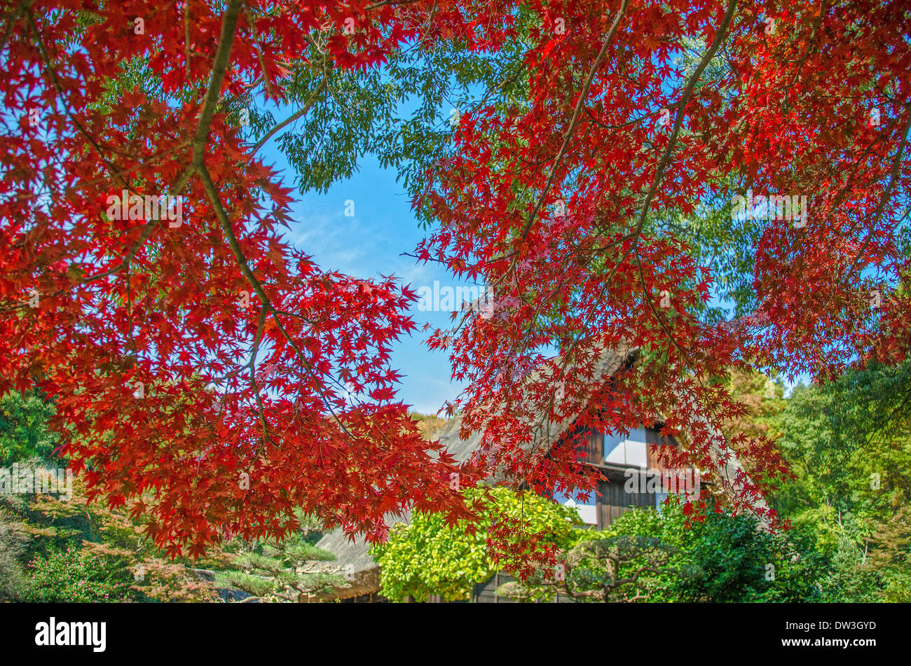 Autumn leaves and tiled roof Stock Photo - Alamy