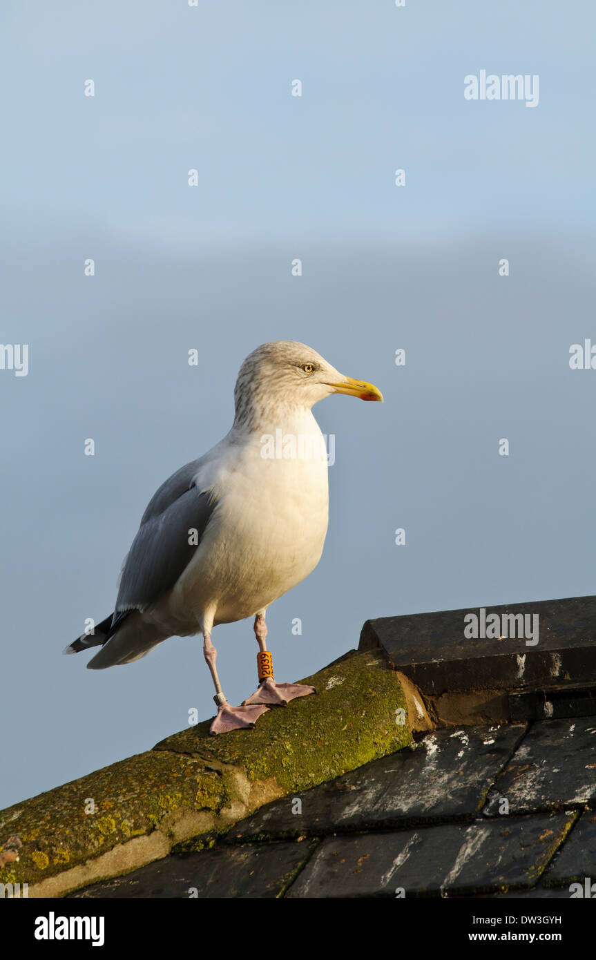 Herring Gull (Larus argentatus), adult with coloured ring on left leg