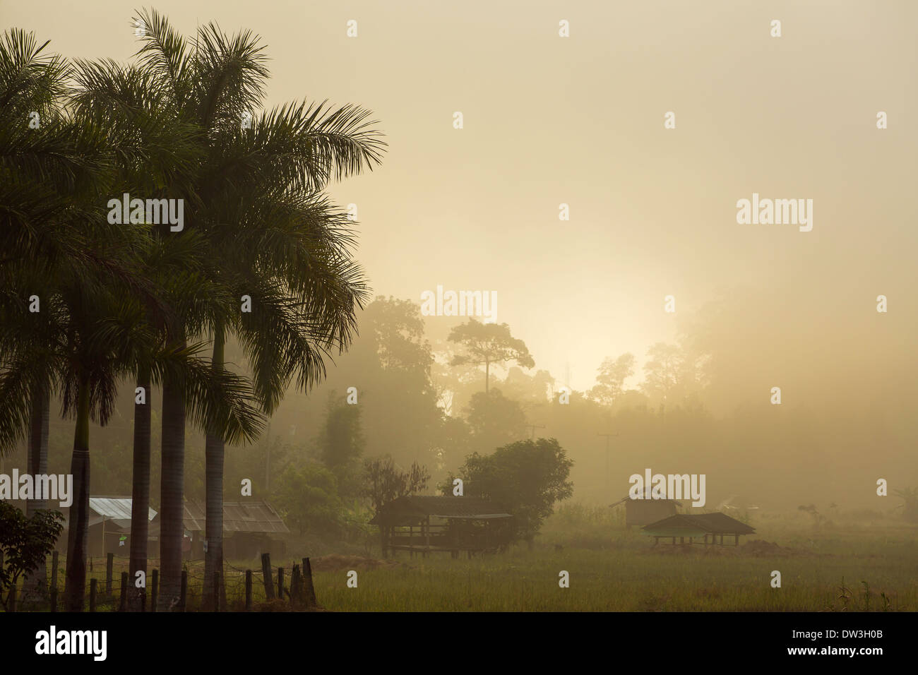 Misty sunrise in the tropics Stock Photo