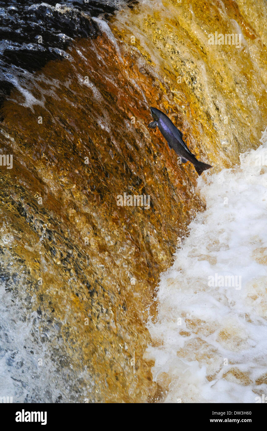 Atlantic salmon (Salmo salar), adult leaping up Stainforth Force on the River Ribble in the Yorkshire Dales National Park. Stock Photo