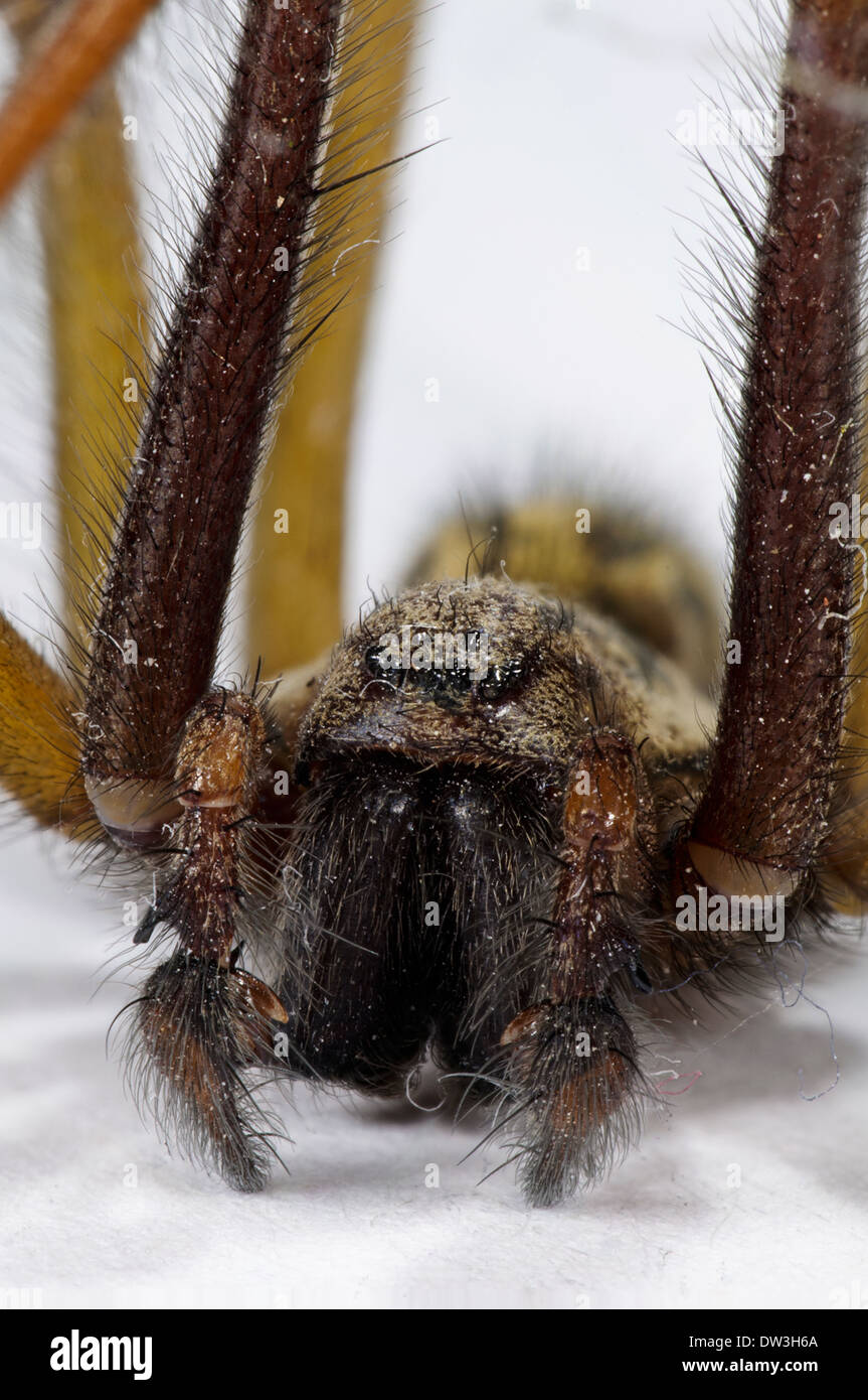 House Spider (Tegenaria duellica) adult male, close-up on the head and palps, Thirsk, North Yorkshire. November. Stock Photo