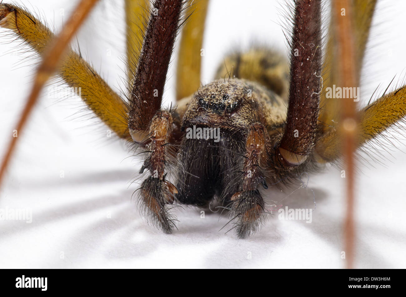 House Spider (Tegenaria duellica) adult male, close-up on the head and palps, Thirsk, North Yorkshire. November. Stock Photo