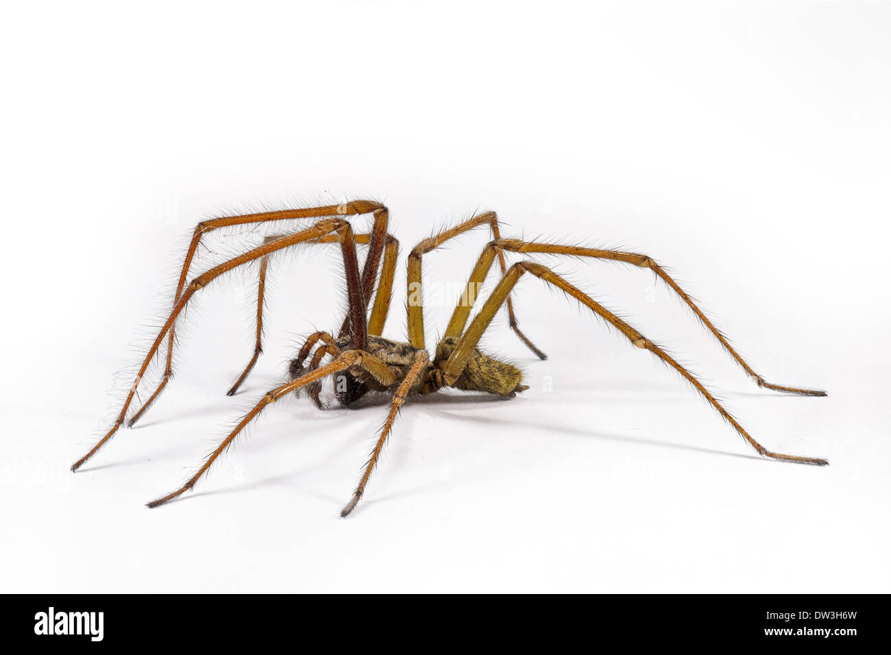 House Spider (Tegenaria duellica) adult male, photographed against a white background, Thirsk, North Yorkshire. November. Stock Photo