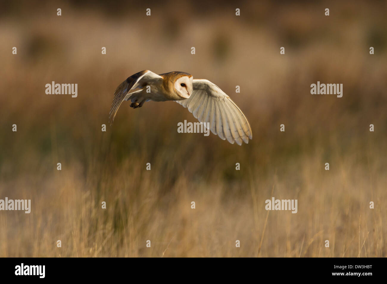 Barn Owl (Tyto alba), adult hunting over rough grassland at Pilling Moss, Lancashire. December. Stock Photo
