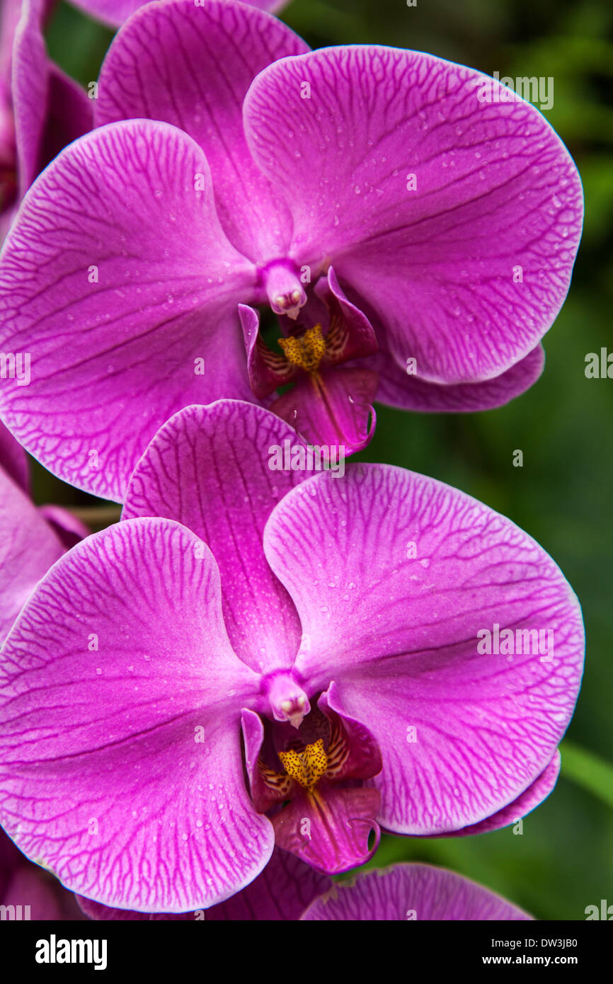 Purple Orchid Flowers ( Orchidaceae ) Stock Photo