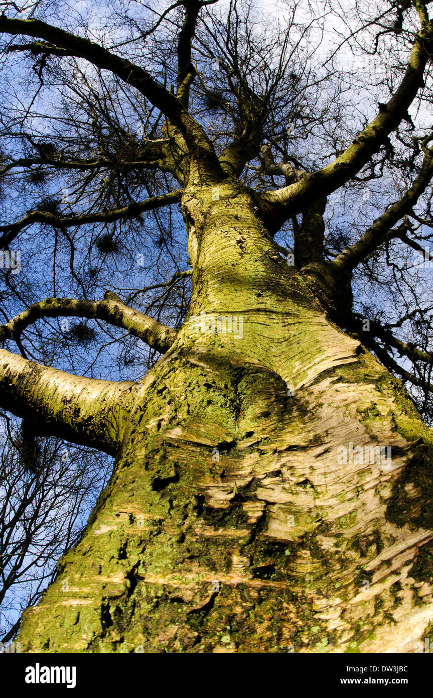 A silver birch (Betula pendula), leafless in winter, its trunk covered in lichen. Garbutt Wood nature reserve, North Yorkshire. Stock Photo