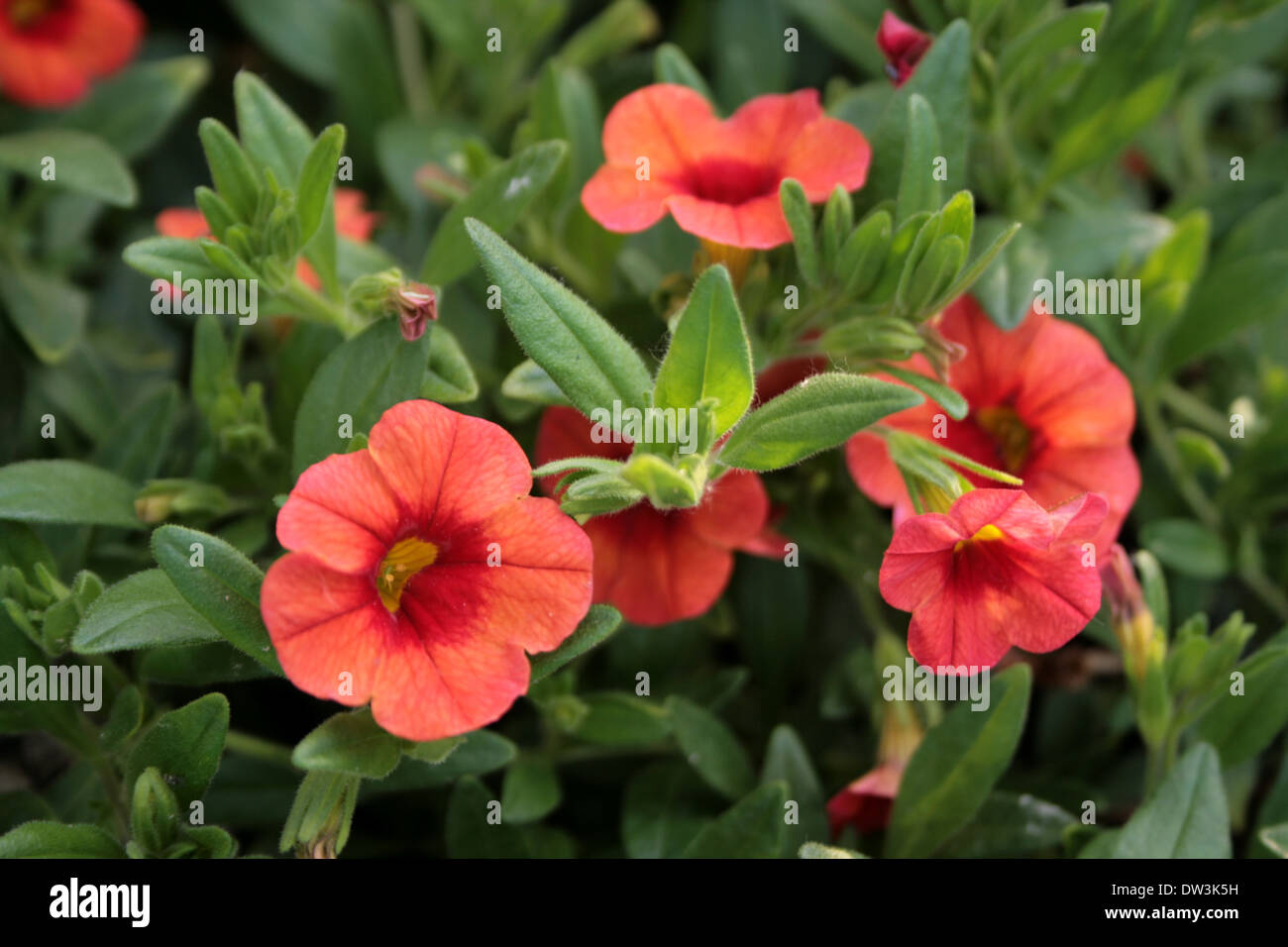 Soft red flowers with yellow center and green leaves, July in the
