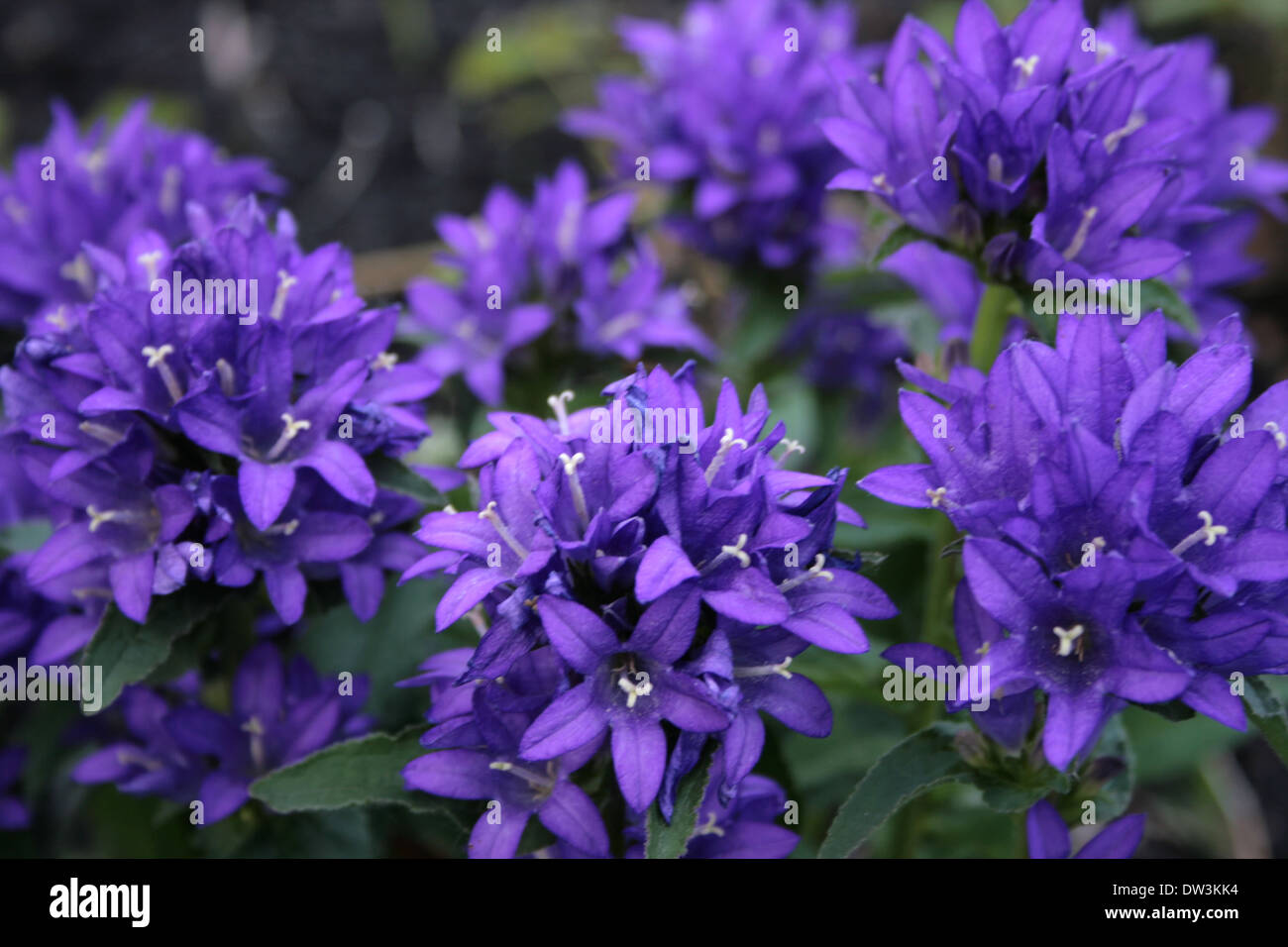Purple flowers in the garden in July Stock Photo Alamy