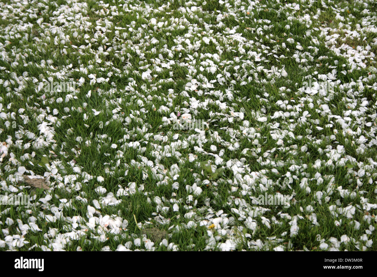 Ottawa cherry blooms hires stock photography and images Alamy