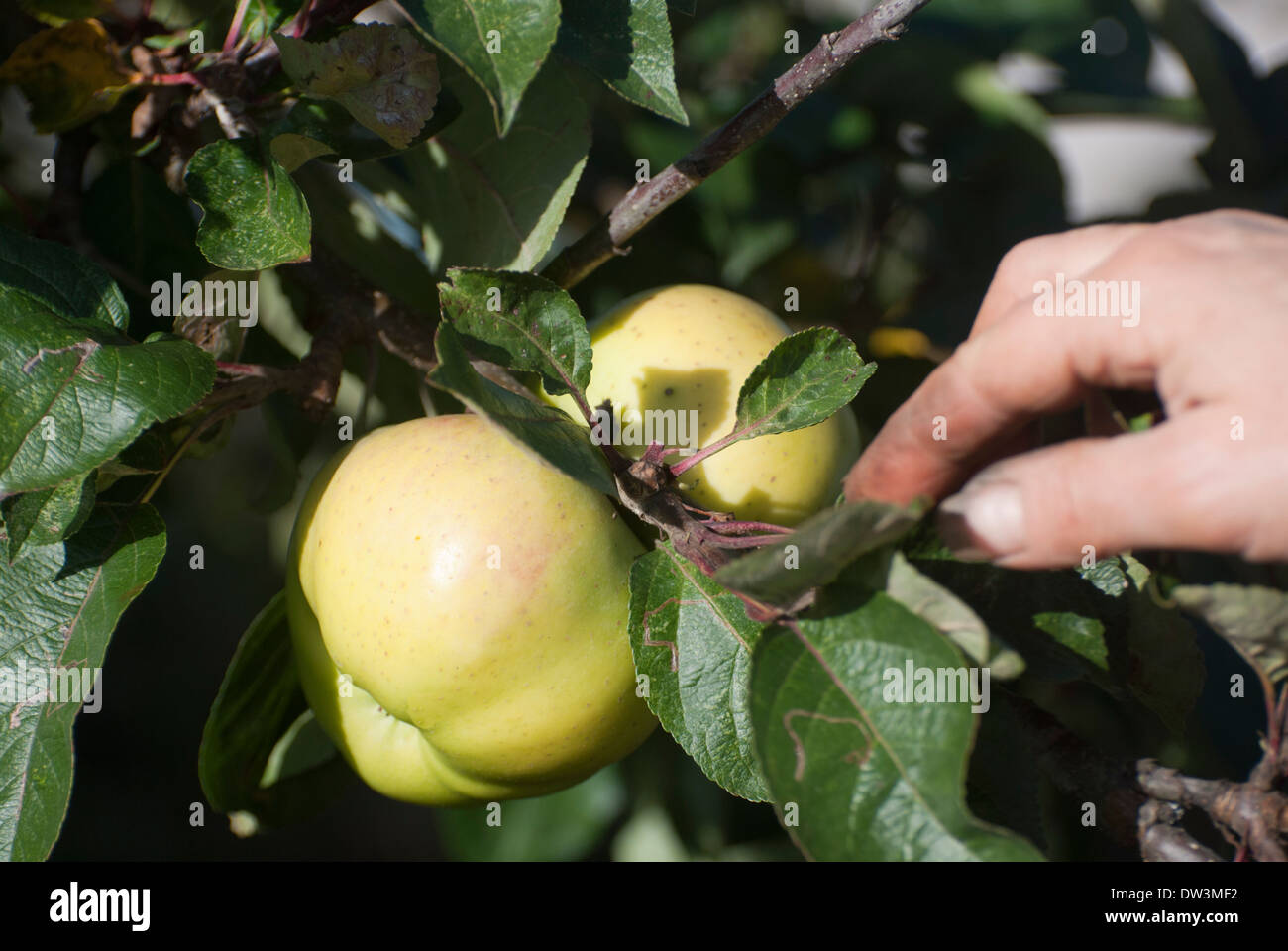 Bramley apples growing on the tree Stock Photo Alamy