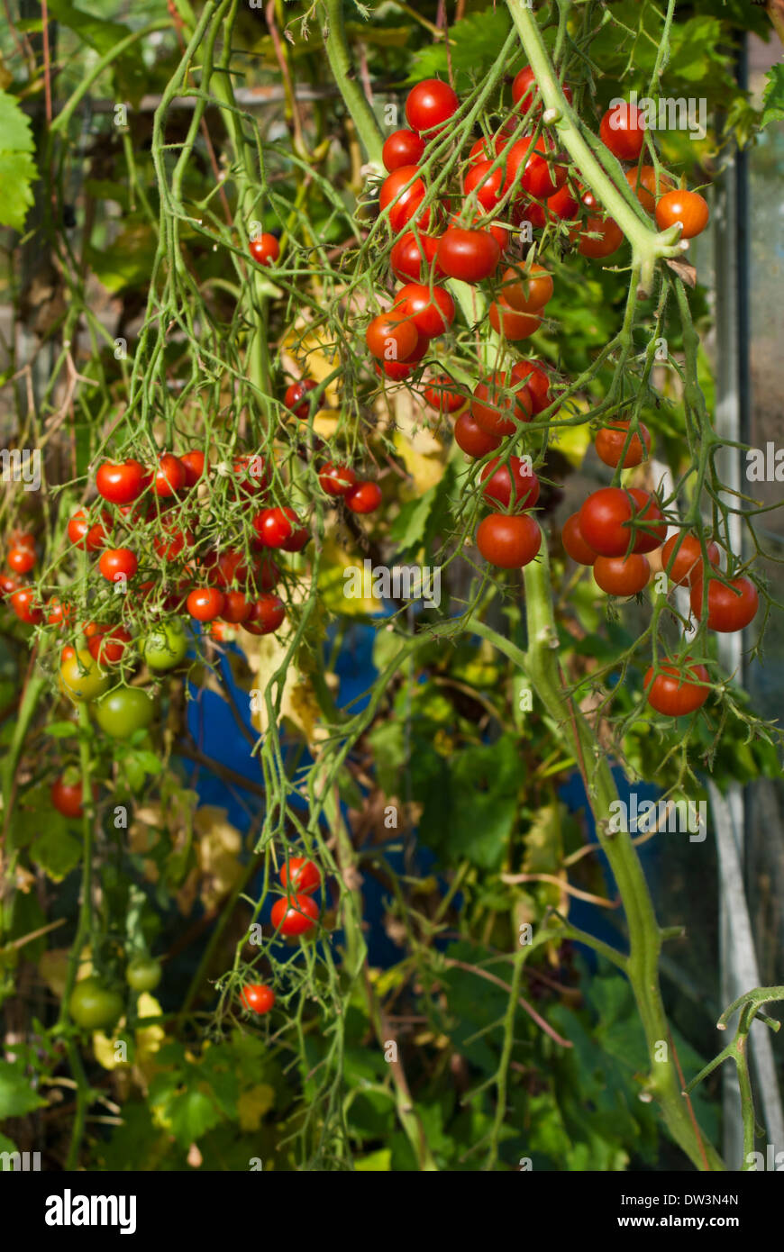 Cherry Tomatoes Gardeners Delight Ripening In Greenhouse Stock
