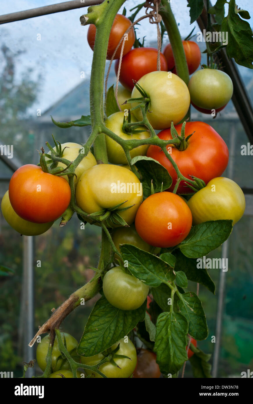 Greenhouse grown tomatoes ripening on the vine Stock Photo - Alamy