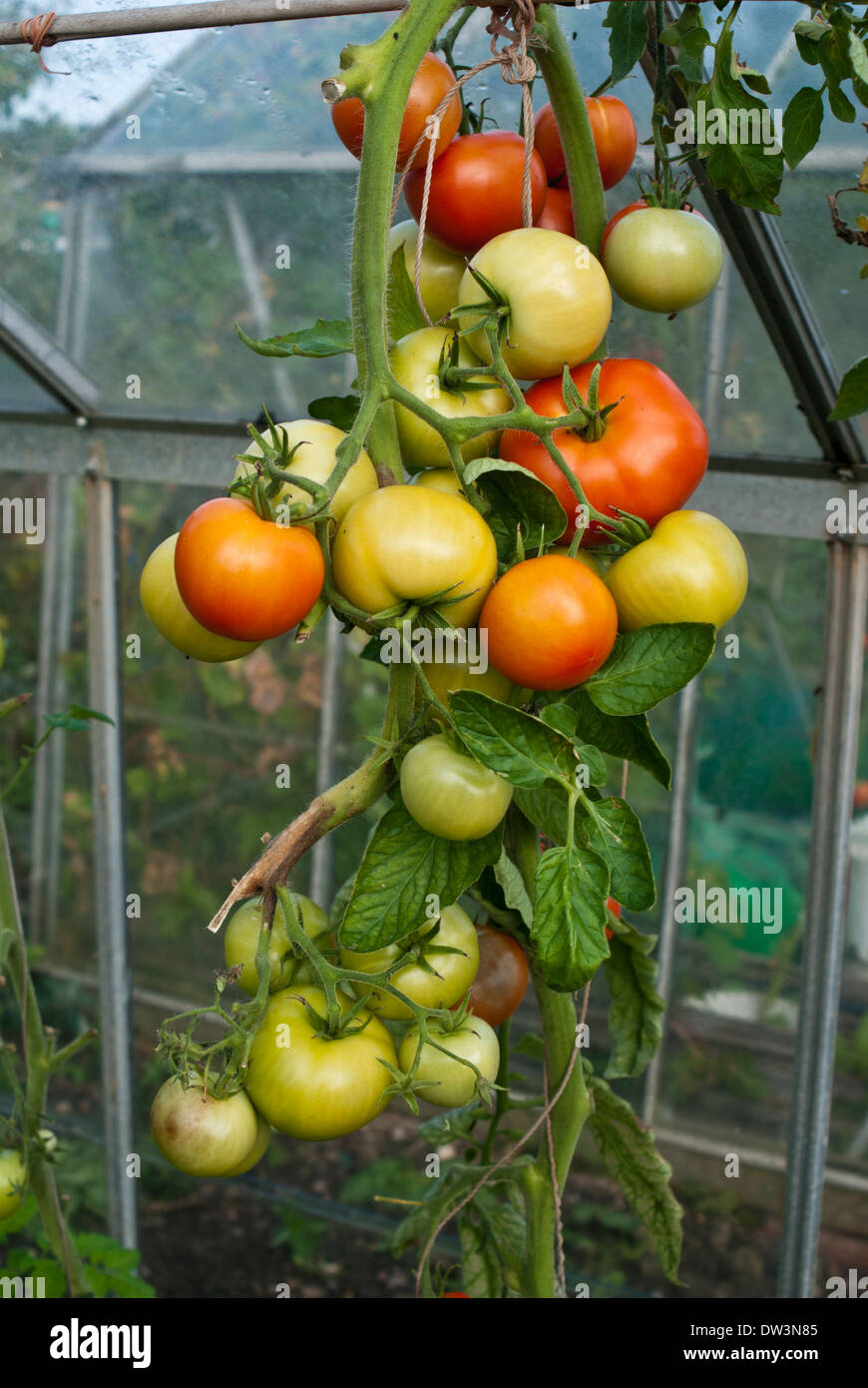 Greenhouse grown tomatoes ripening on the vine Stock Photo