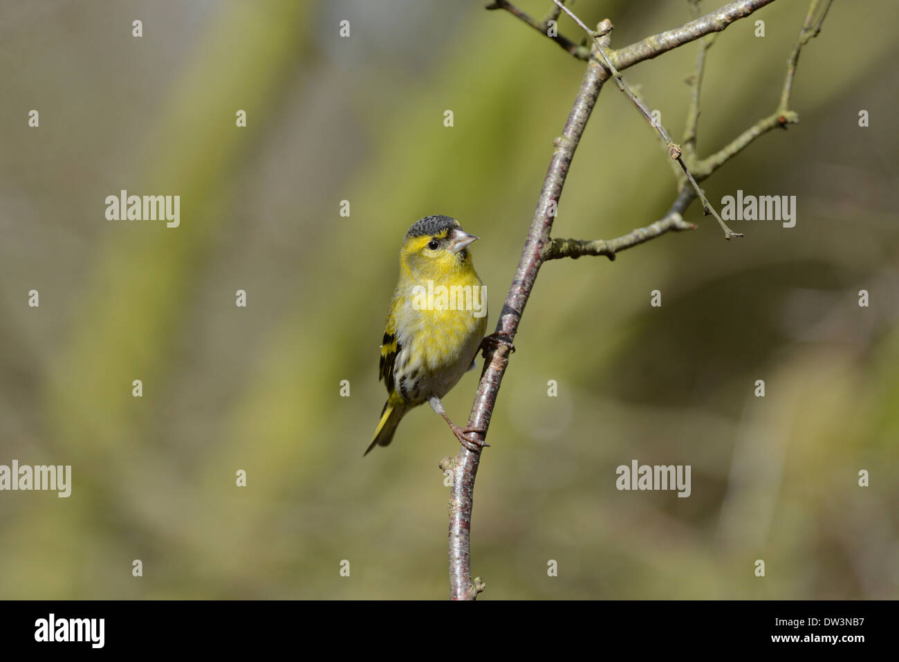 Siskin (Carduelis spinus). Male perched on a twig. Stock Photo