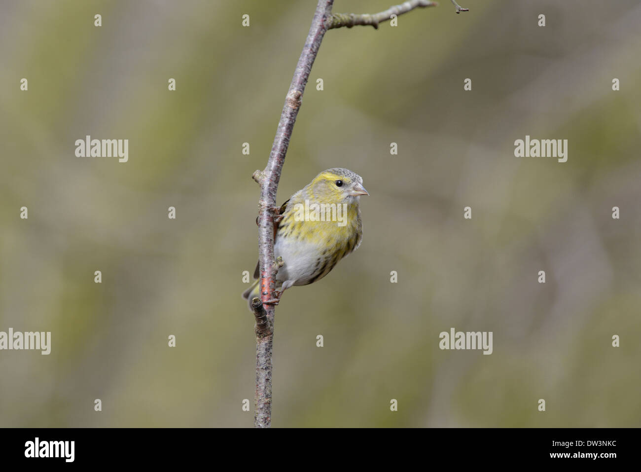 Siskin (Carduelis spinus). Female perched on a twig. Stock Photo