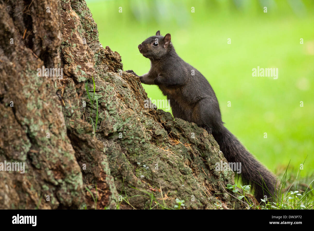 Black Gray squirrel mutation climbing up large tree-Victoria, British Columbia, Canada. Stock Photo