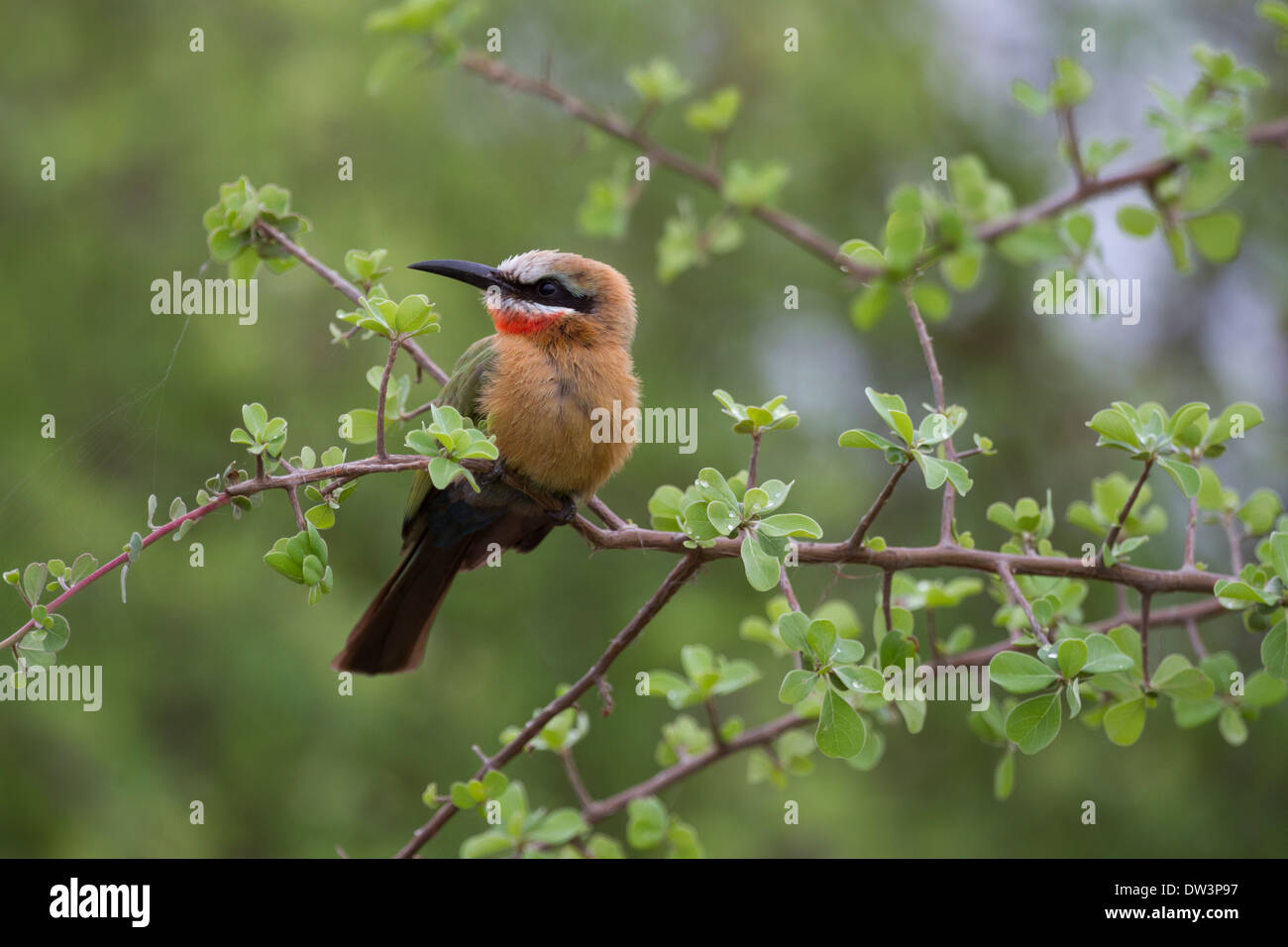 White-fronted Bee-eater (Merops bullockoides) drying after a rain shower Stock Photo