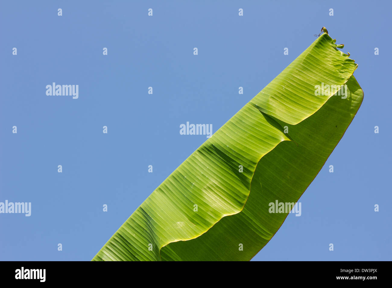 banana leaf against splendid blue sky Stock Photo - Alamy