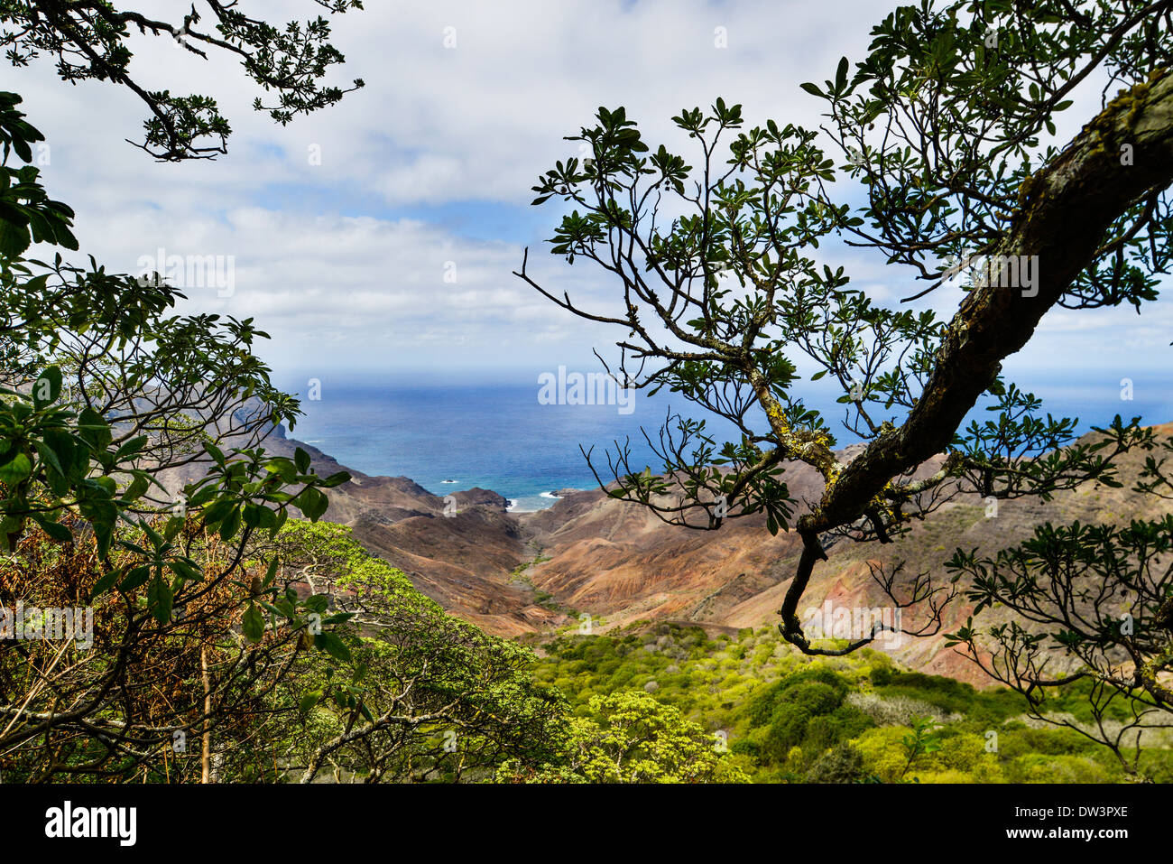 Endemic Gumwood trees and Sandy Bay on the island of St Helena in the South Atlantic Ocean Stock Photo