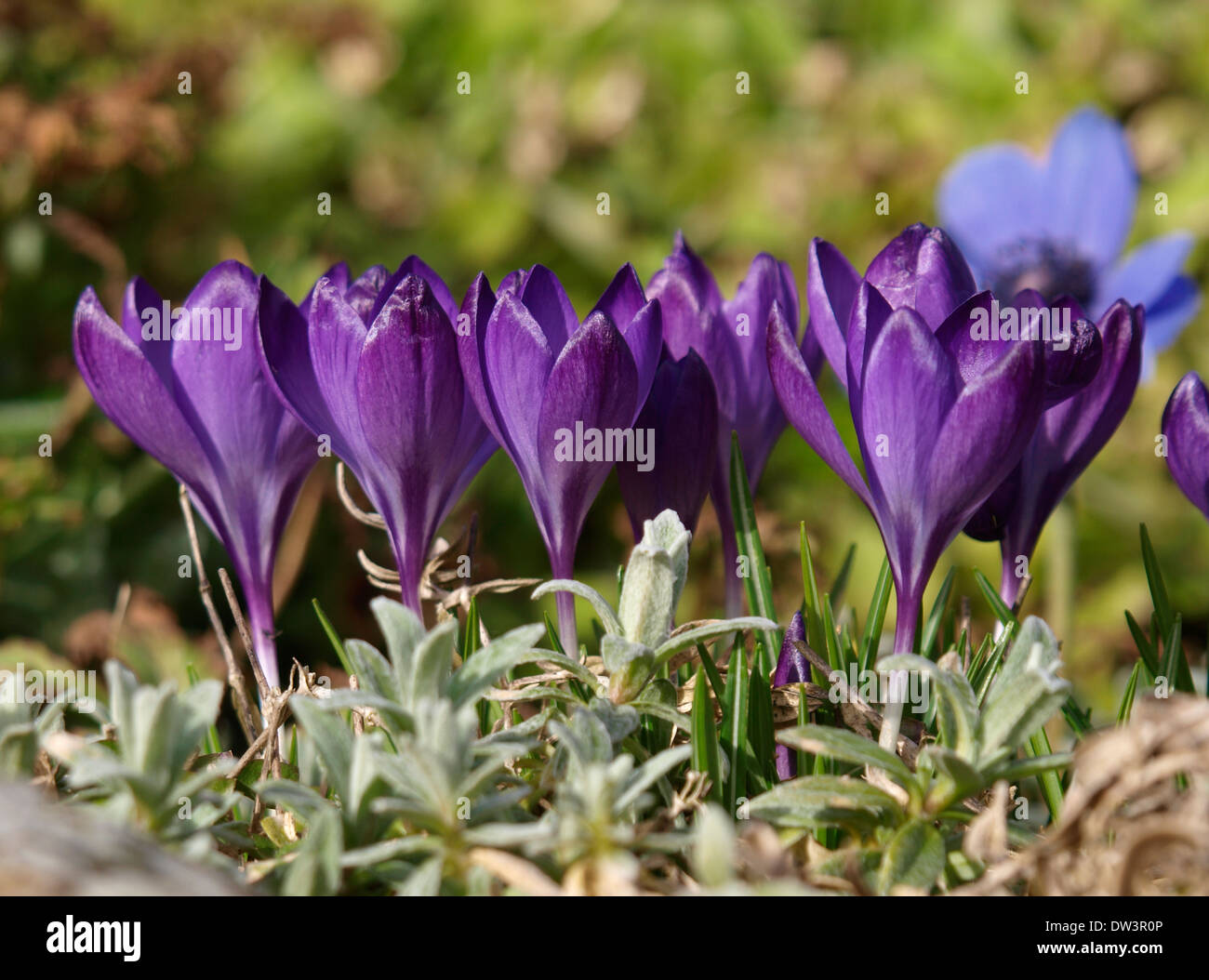 Purple crocus flowers Stock Photo Alamy