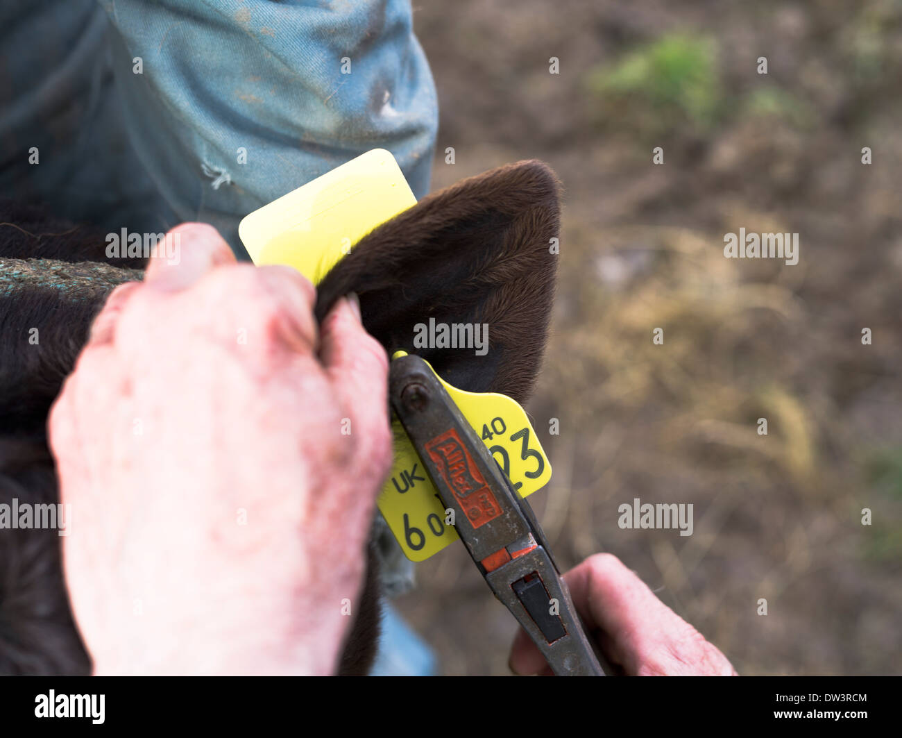 dh  CATTLE UK Tagging calf ear with tracking indentity id tag tagged animal cow tags Stock Photo