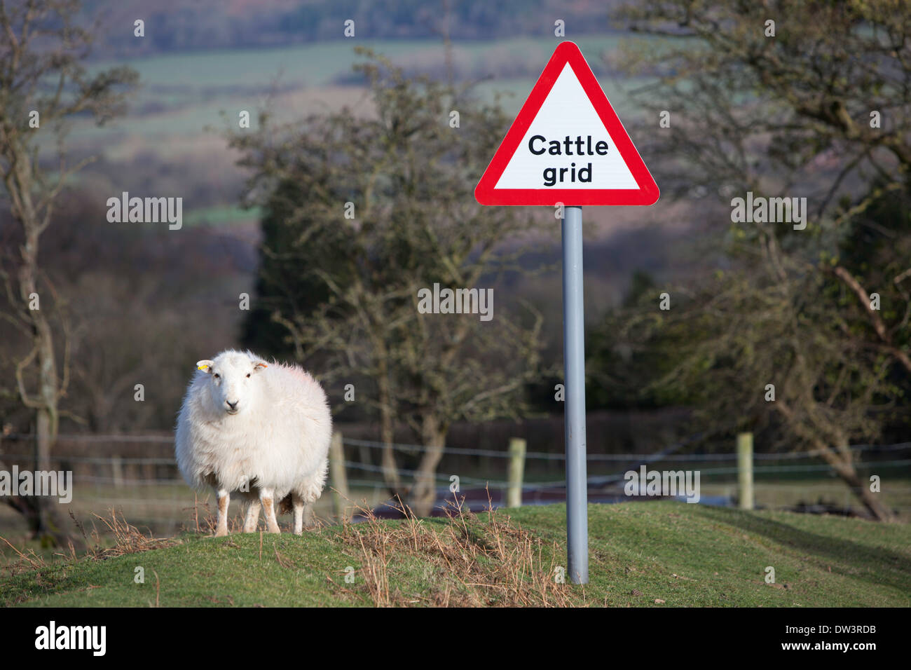 Sheep Stood By Cattle Grid Sign England UK Stock Photo Alamy sheep-stood-by-cattle-grid-sign-england-uk-stock-photo-alamy