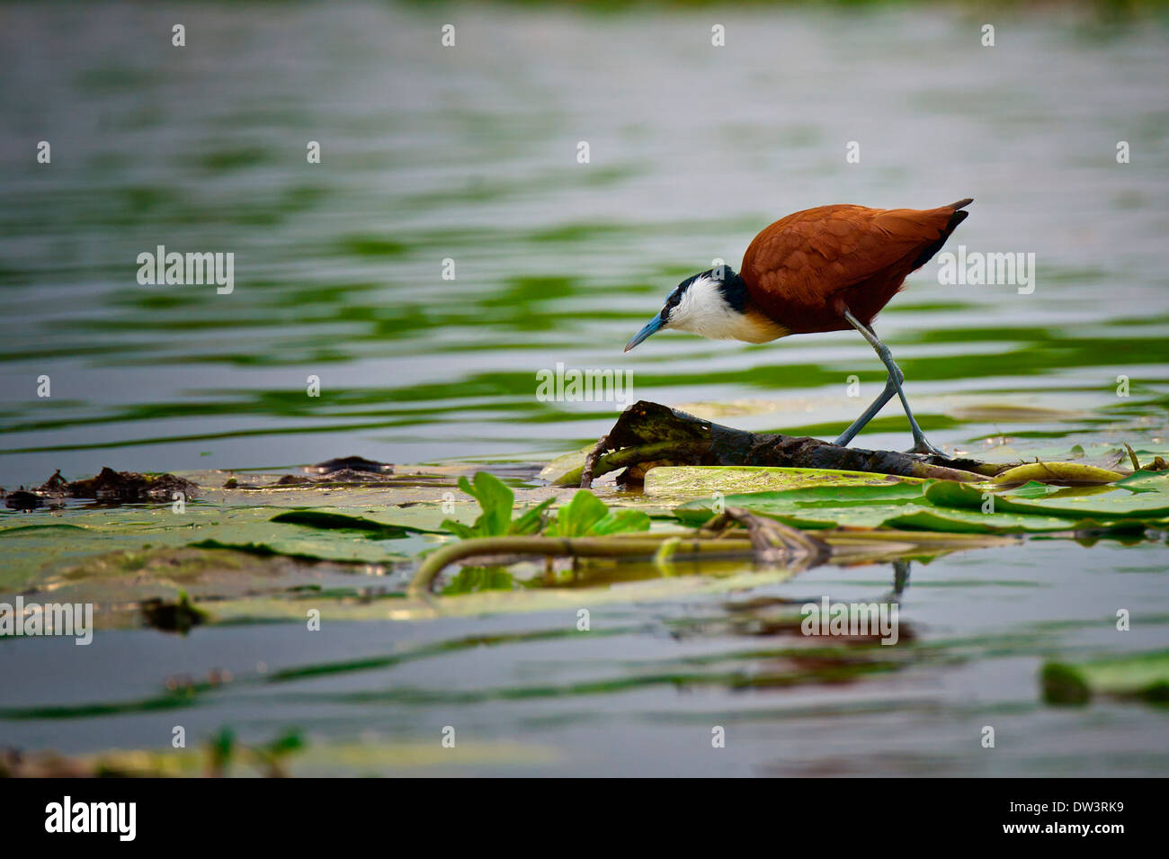 A native wader, the African Jacana (Actophilornis africanus) walks across lily pads in a Ugandan swamp, its natural habitat. Stock Photo