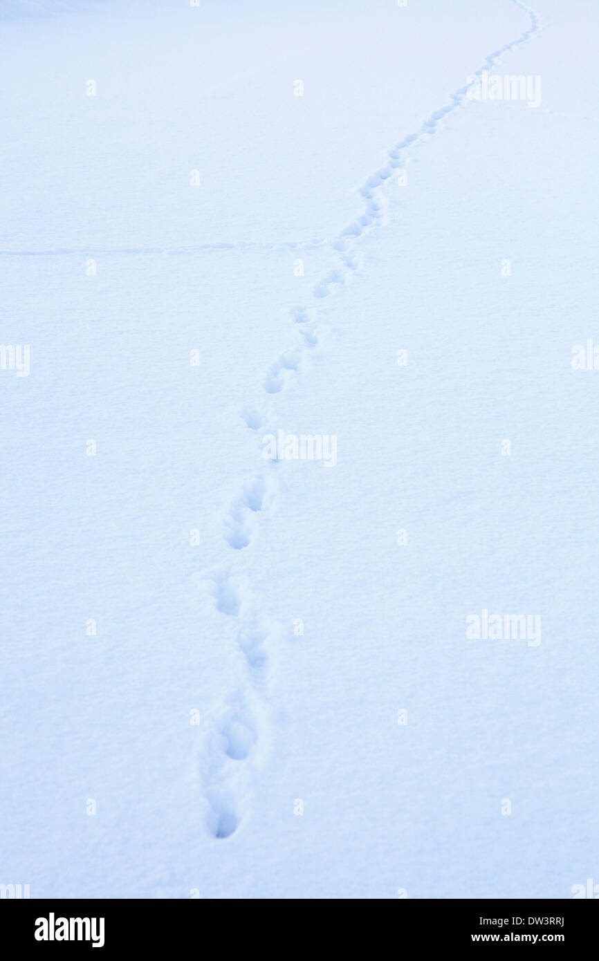 Animal snow footprints hires stock photography and images Alamy
