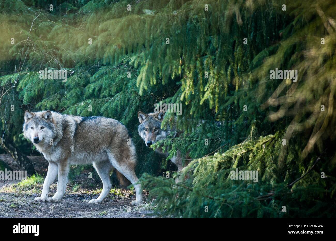 Про диких волков. Серый волк в субтропиках России. Волк в лесу. Стая Волков. Волк летом.