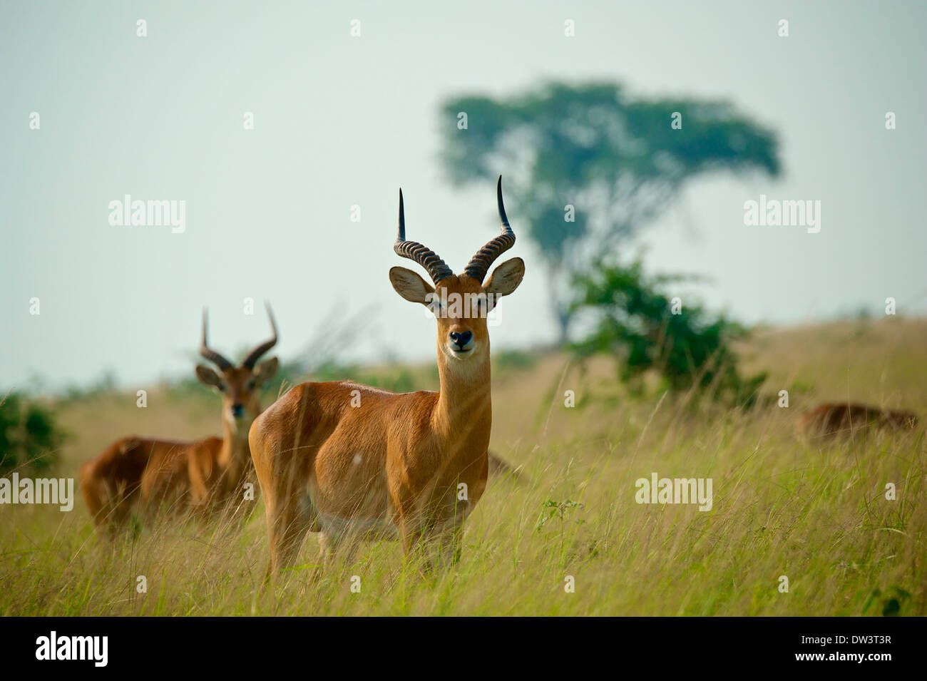 Watchful male Ugandan kobs (Kobus kob thomasi) on the Ugandan savannah. A small herd of kob. Stock Photo