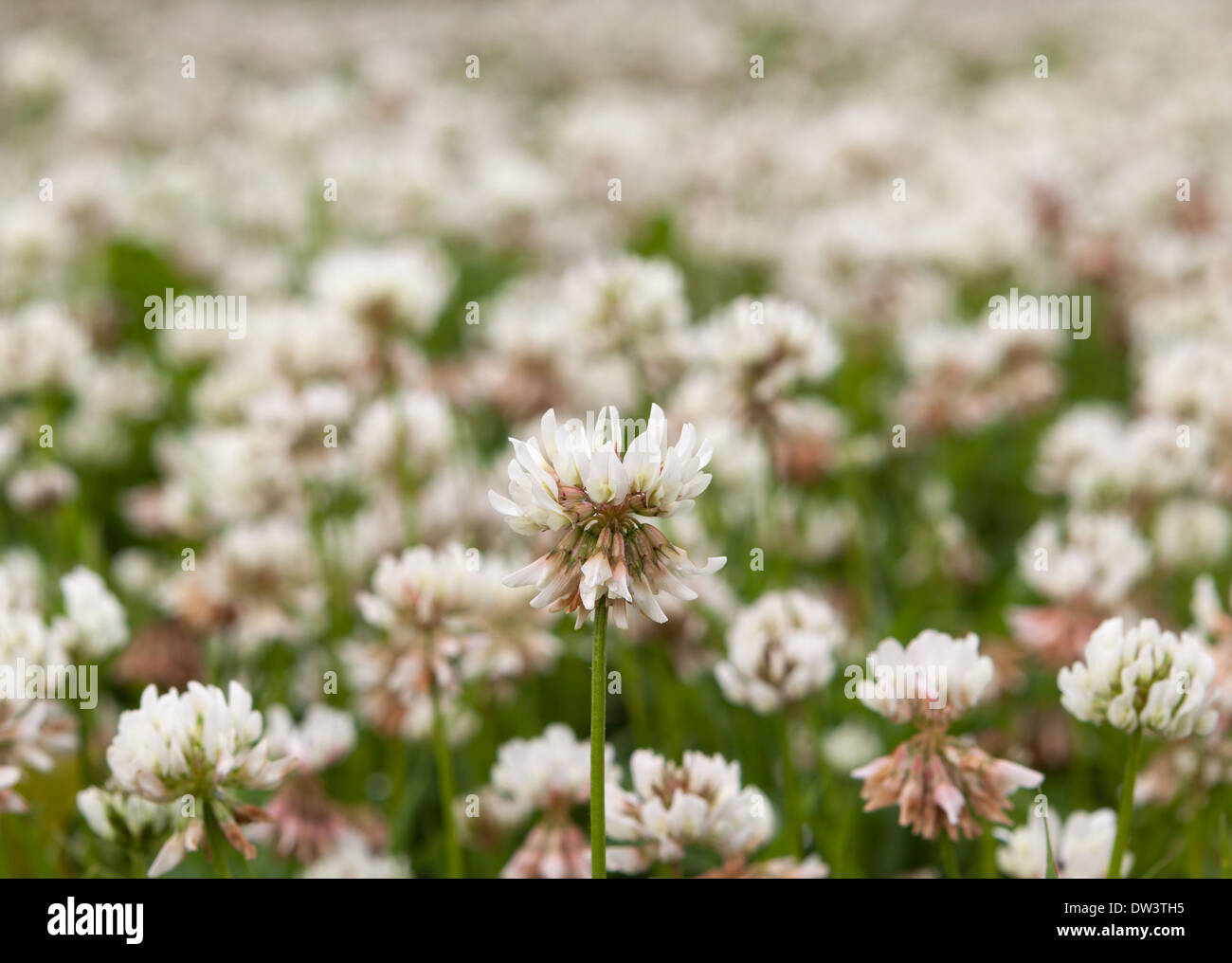 White clover flowers Stock Photo Alamy