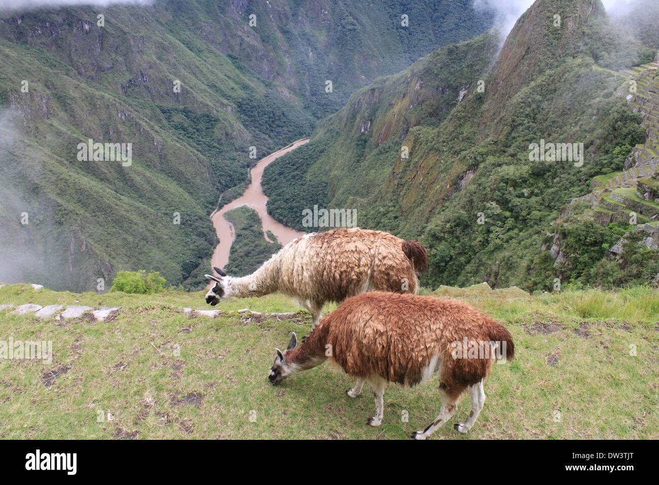 Llamas in Andes on ancient terrace overlooking river in the valley Stock Photo