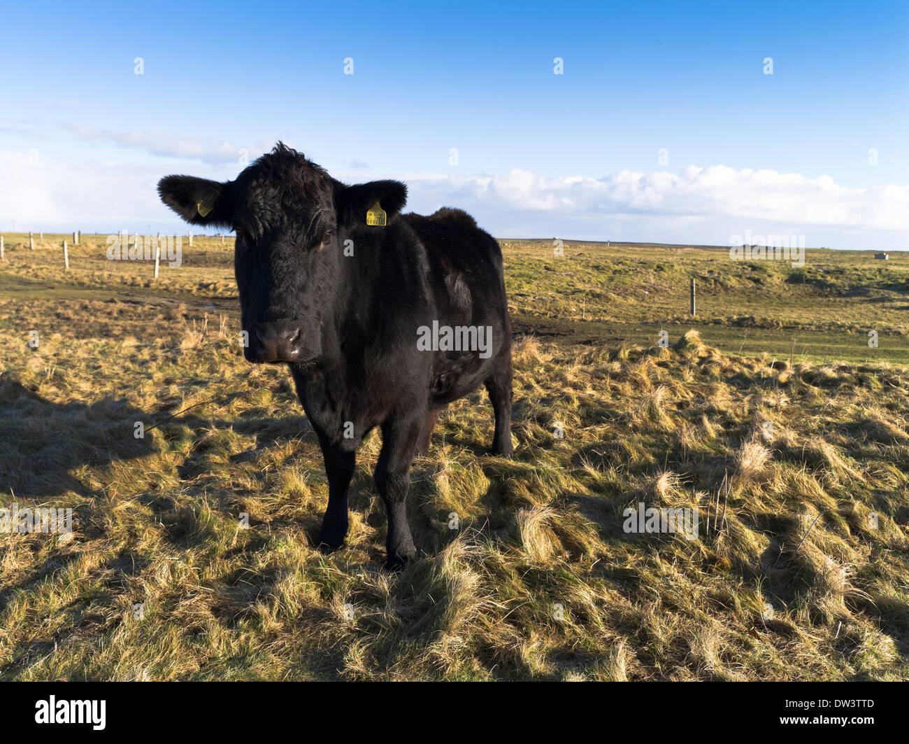 dh Beef cows CATTLE UK Scottish young black beef cow cattle Orkney Sanday Scotland Stock Photo