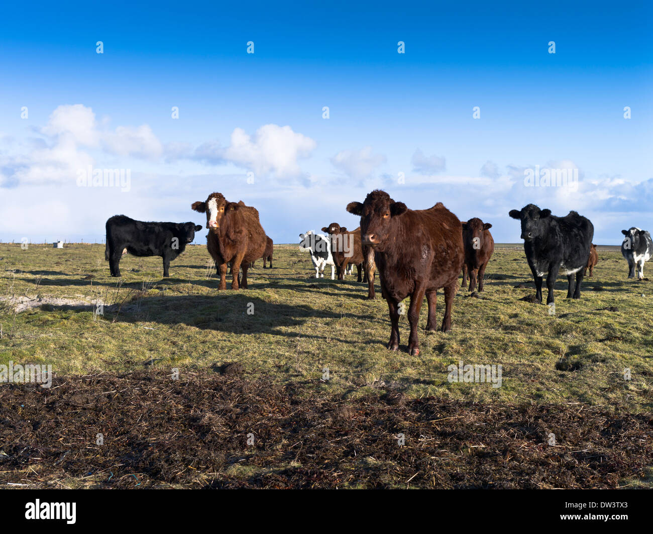 dh CATTLE UK Winter beef cows herd in field Sanday Orkney scotland uk