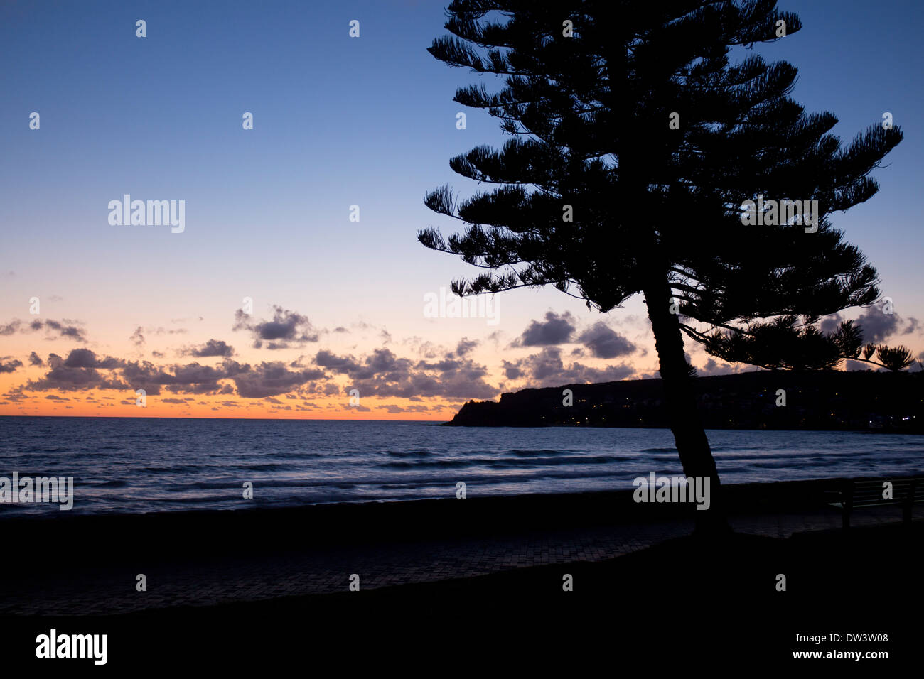Manly North Steyne Beach at dawn with Norfolk Island pine trees in silhouette Sydney New South Wales NSW Australia Stock Photo