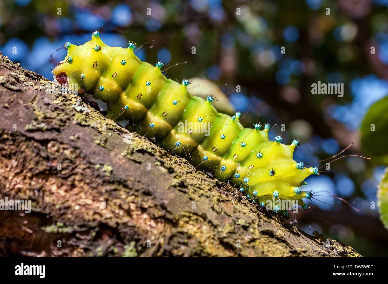 Caterpillar on tree hires stock photography and images Alamy