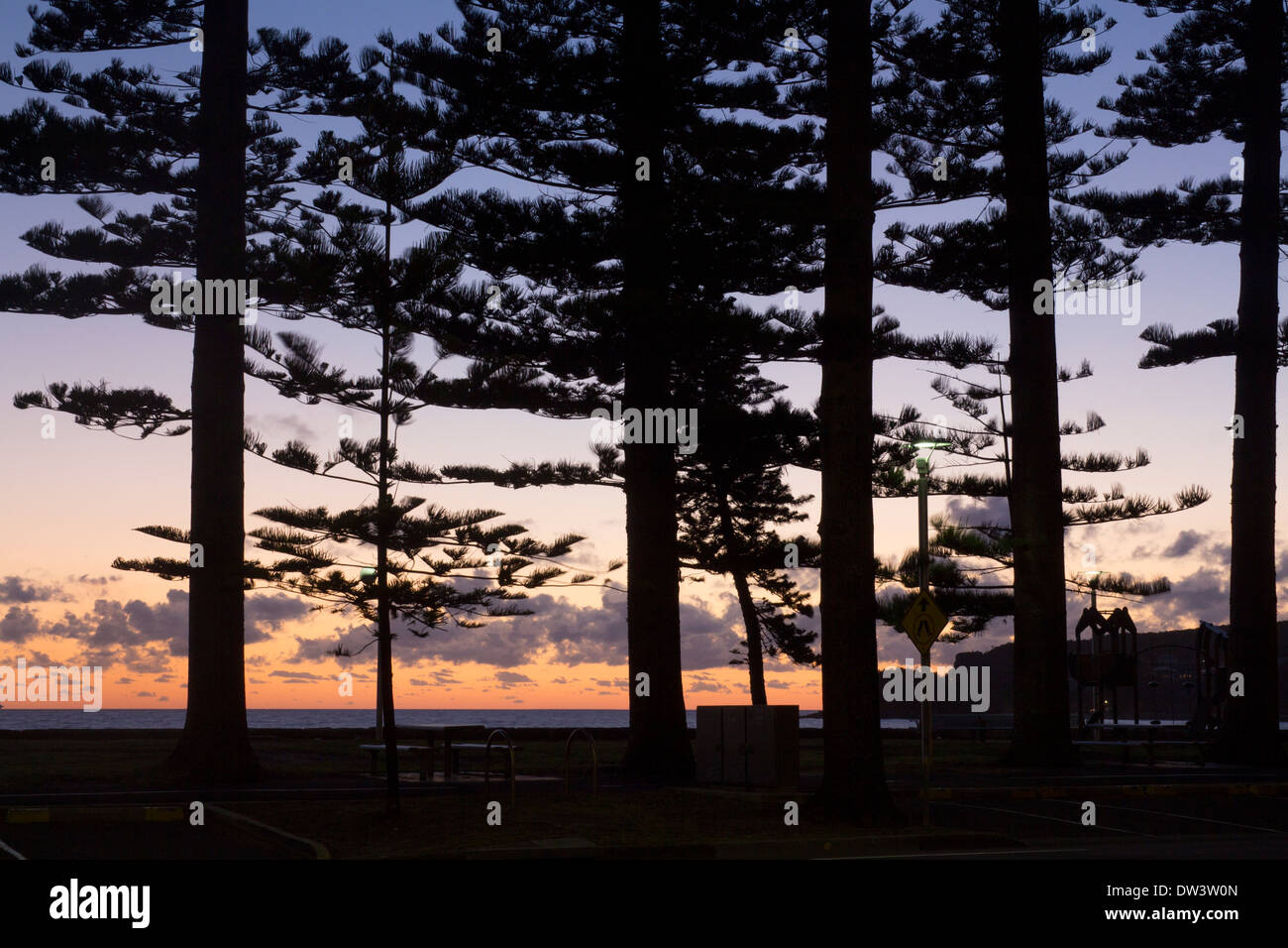 Manly North Steyne Beach at dawn with Norfolk Island pine trees in silhouette Sydney New South Wales NSW Australia Stock Photo
