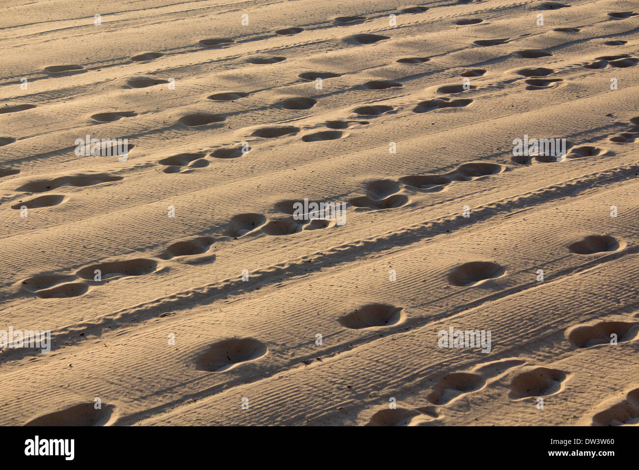Footprints and tyre tracks in sand at dawn North Steyne Beach Manly Northern Beaches Sydney New South Wales NSW Australia Stock Photo