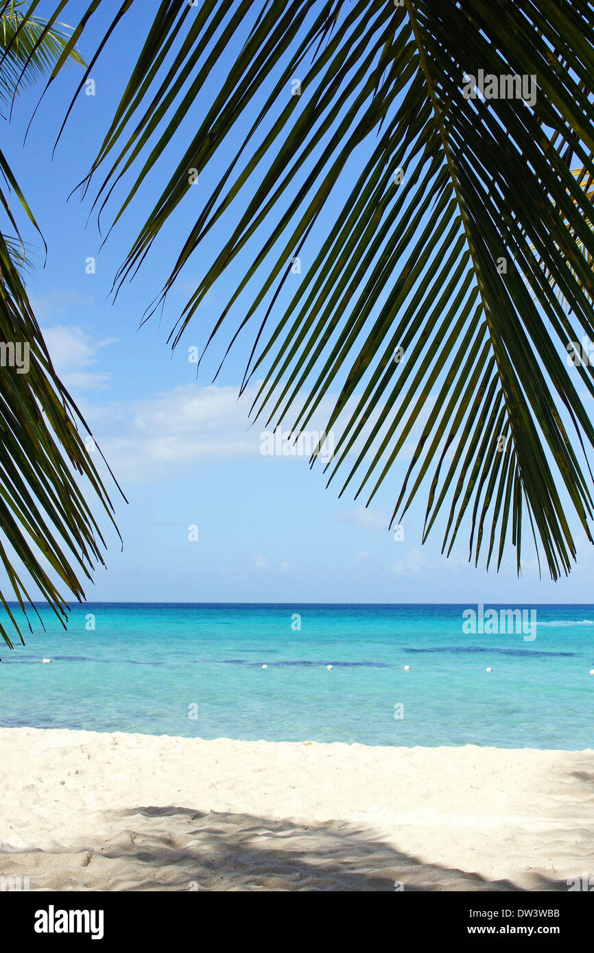 Caribbean Beach with palm trees, Dominican Republic, West Indies, Caribbean Stock Photo
