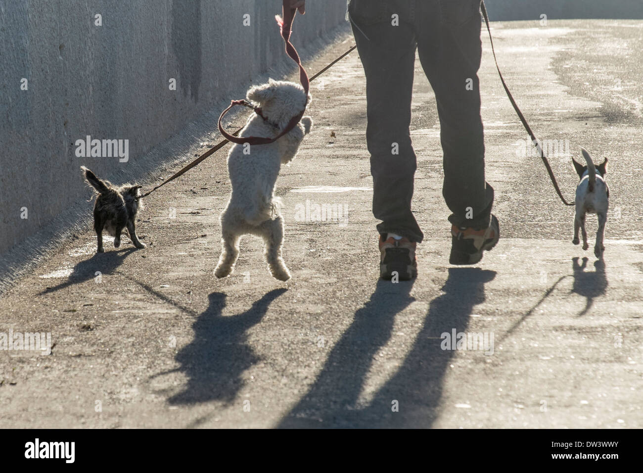 Dogs jumping hires stock photography and images Alamy