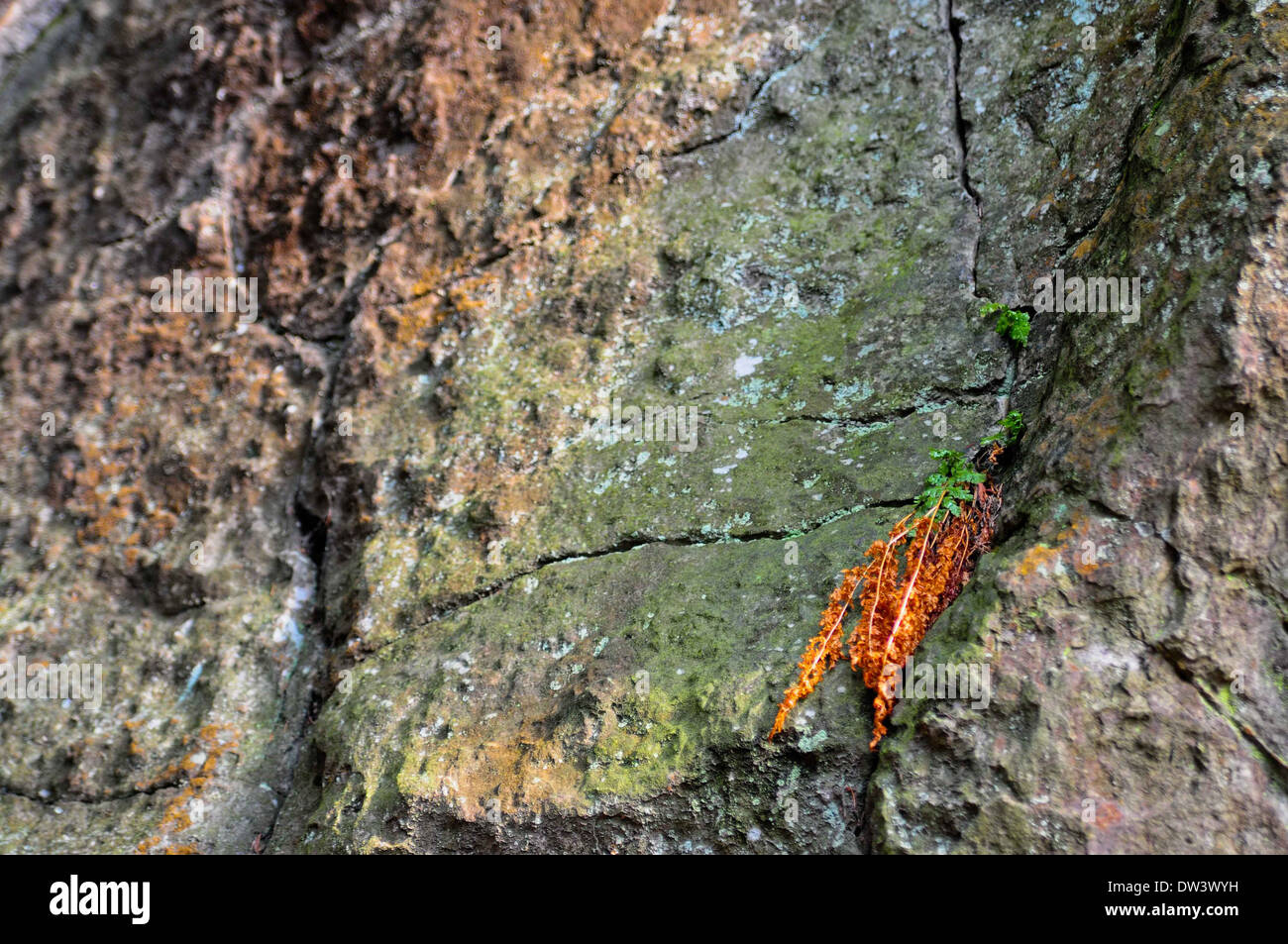 Small flower on the rock Stock Photo - Alamy